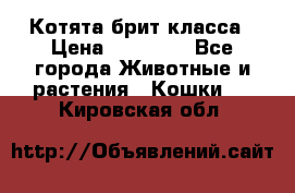 Котята брит класса › Цена ­ 20 000 - Все города Животные и растения » Кошки   . Кировская обл.